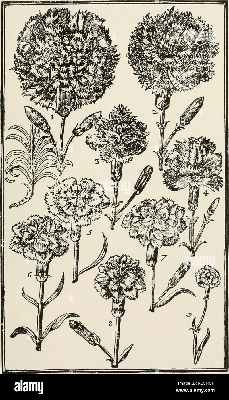 . La culture des œillets commerciale ; un guide pratique de méthodes modernes de la croissance du marché américain pour fins d'oeillet. D'oeillets. Développement de l'ŒILLET 21. Les œillets de 1 Il y a 300 ans, le grand vieux sportifs ou Gris Hulo ; 2, l'oeillet blanc ; 3, la Camberwell ou Poole pour sportifs ; 4, la juste bonne de Kent ; 5, les Sauadge ; 6, l'Gredeline ; 7, le Grimelo ou Prince ; 8, le Grand Blanc Gilloflower Bradshawe ; 9, Master's Dainty Dame.. Veuillez noter que ces images sont extraites de la page numérisée des images qui peuvent avoir été retouchées numériquement pour plus de lisibilité - coloration et un Banque D'Images