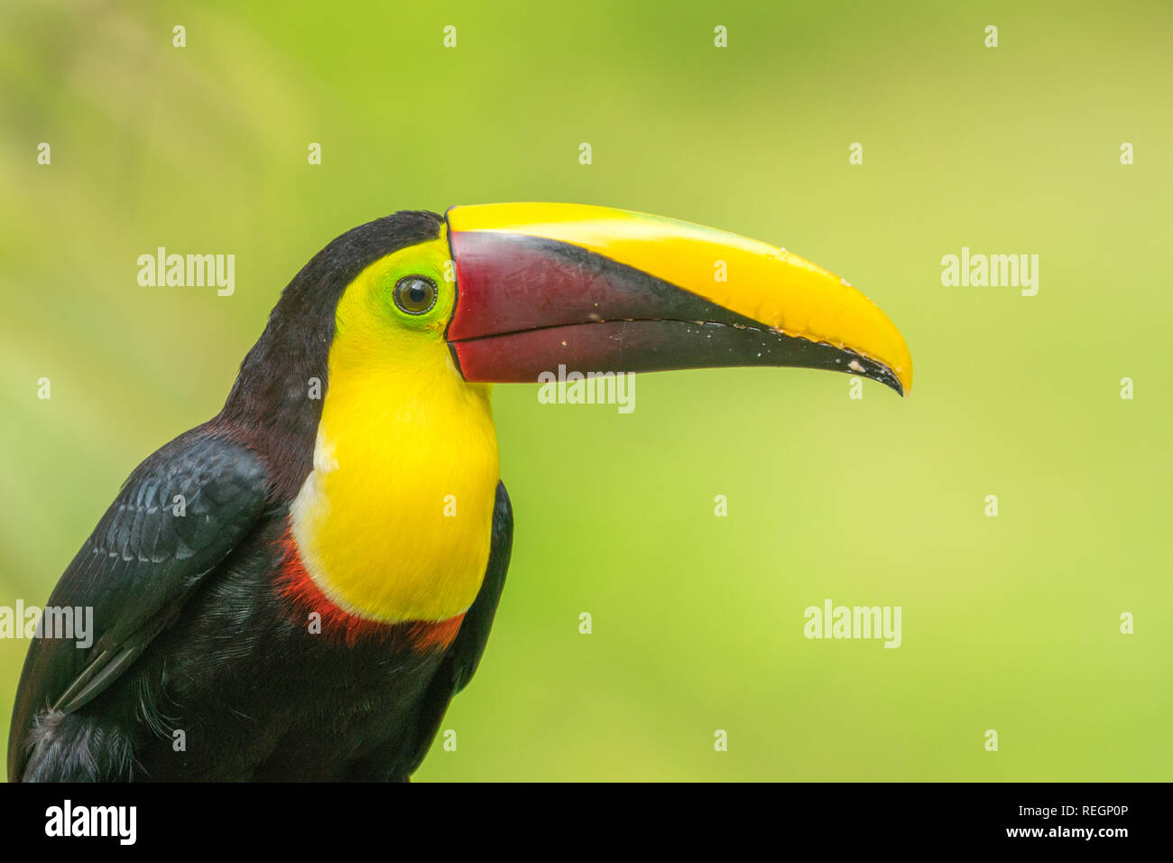 Yellow-throated toucan (Ramphastos ambiguus), également connu sous le nom de black-mandibled ou châtaignier-mandibled toucan dans Maquenque, Costa Rica. Banque D'Images