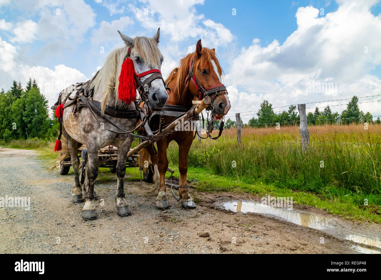 Cheval avec charrette hi-res stock photography and images