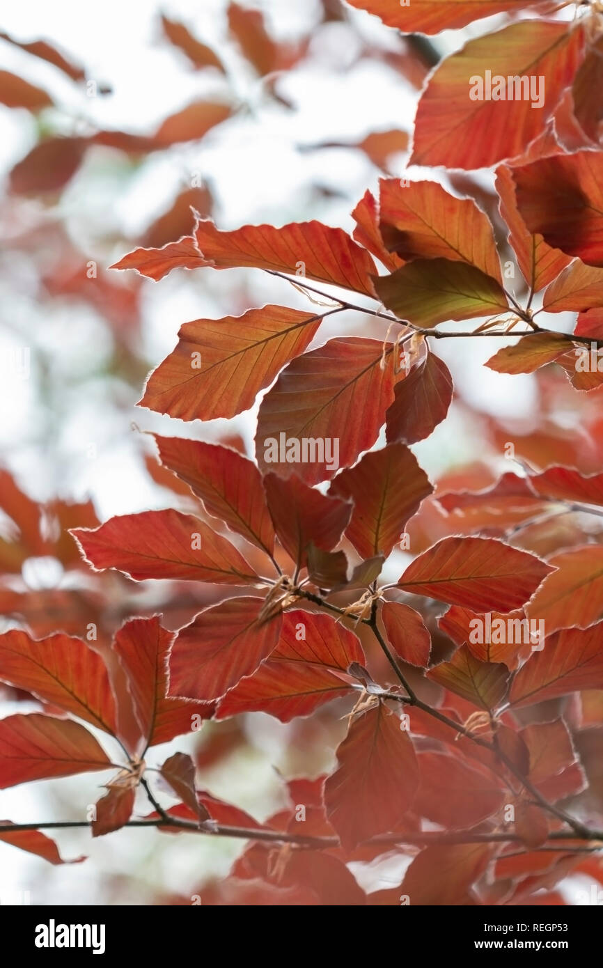 Close up d'un peu d'orange et marron feuilles à l'automne (automne) Banque D'Images