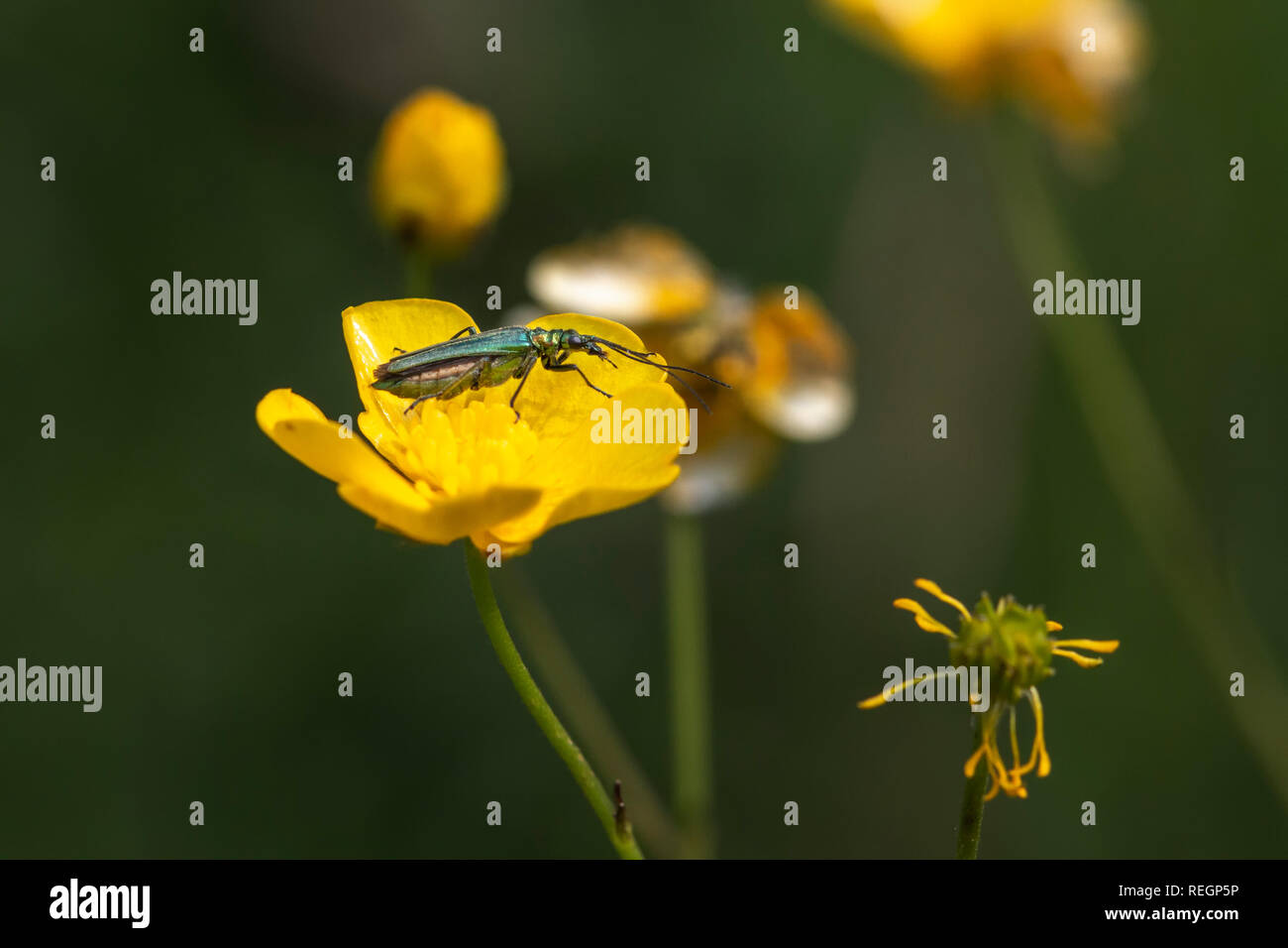 Fleurs à pattes épaisses beetle reposant sur une fleur de renoncule Banque D'Images