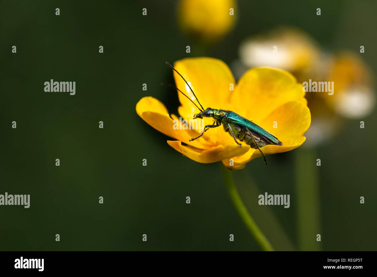 Fleurs à pattes épaisses beetle reposant sur une fleur de renoncule Banque D'Images