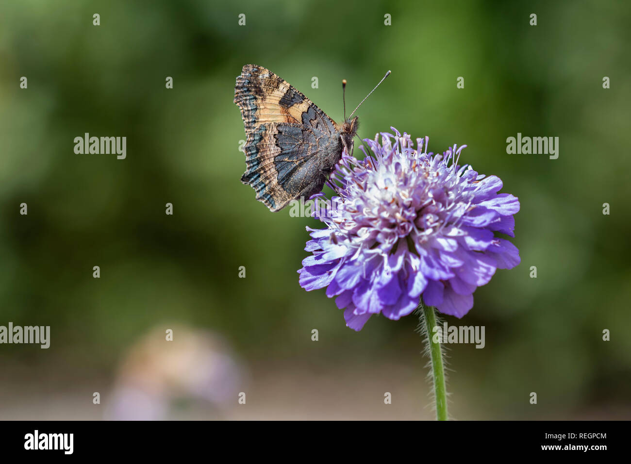 Les petites écailles de papillon avec ailes fermées se nourrissent d'une fleur pourpre avec sa langue Banque D'Images