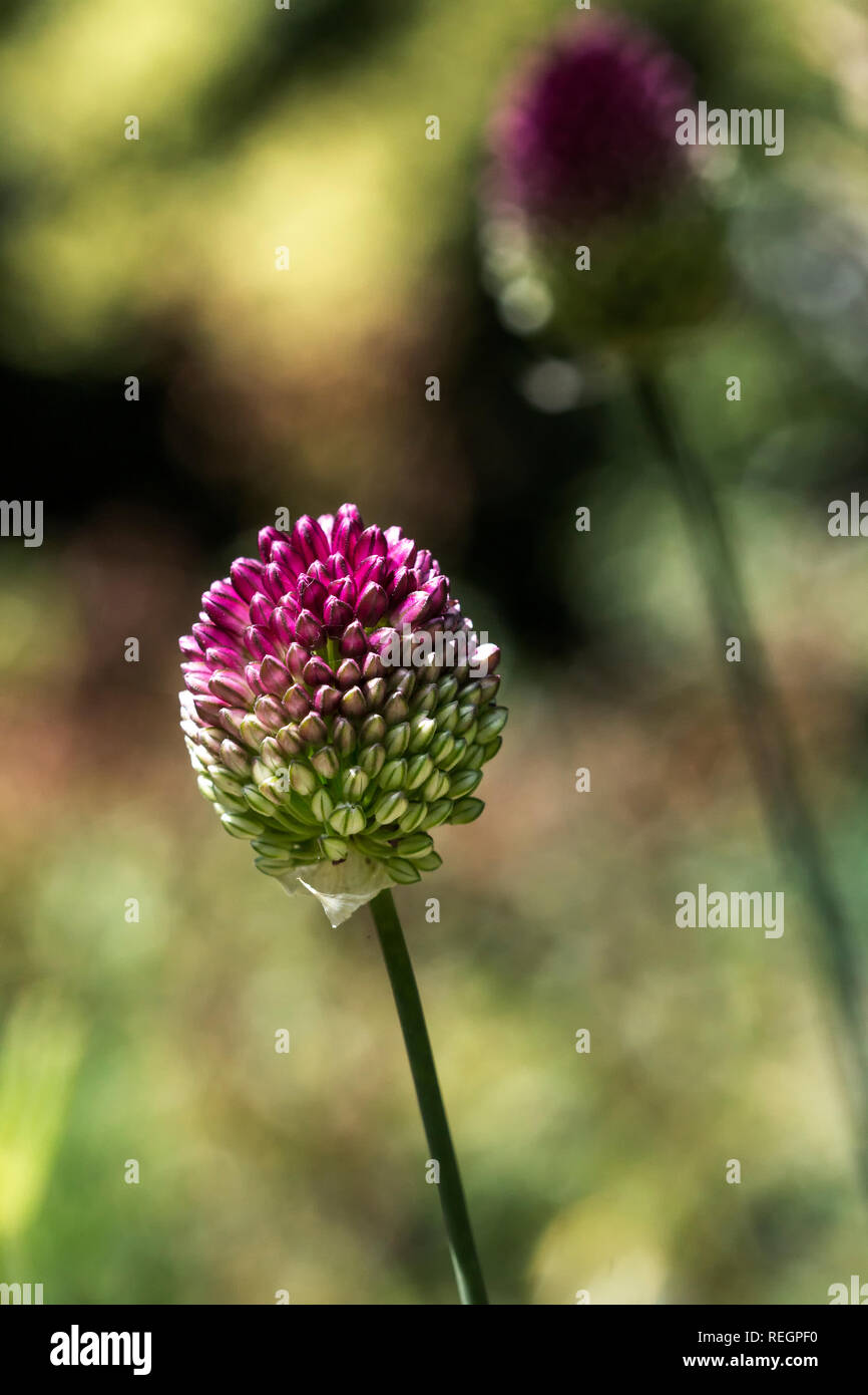 Fleur d'oignon sauvage Banque D'Images
