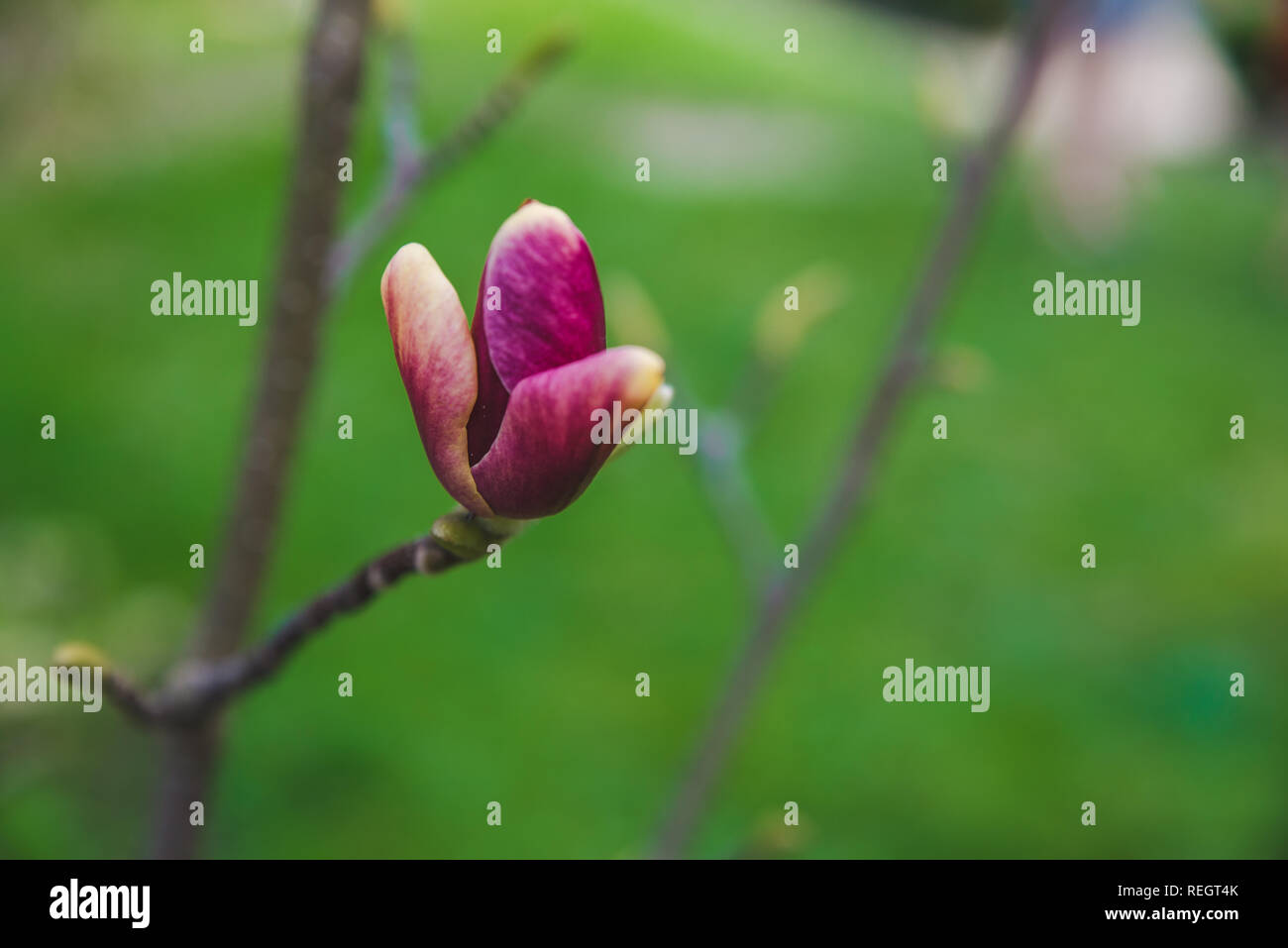 Blooming flower close up. Le printemps arrive Banque D'Images