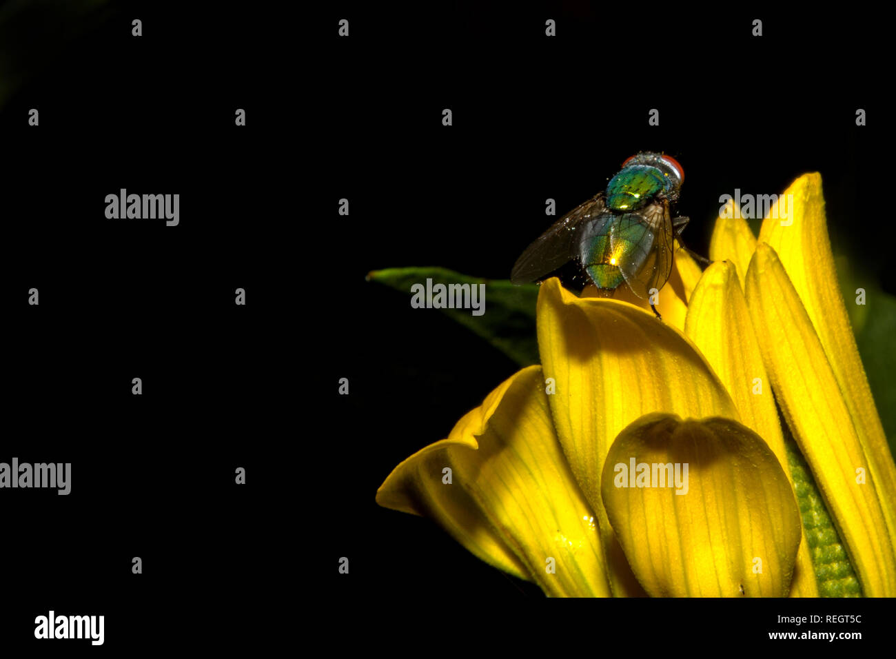 Fliege auf Blüte gelber Banque D'Images