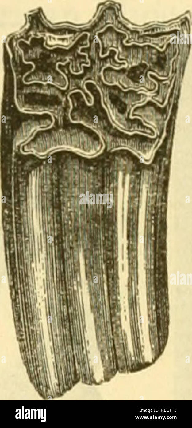 College Collection De Paleontologie Mammalia 13 No 16 Equus Fossilis Molaire Vestiges De L Cheval Fossiles