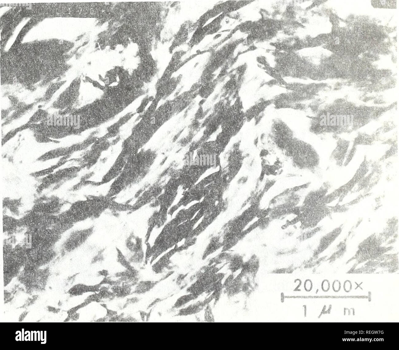 . Recueillis les réimpressions / laboratoires océanographiques et météorologiques de l'Atlantique [et] laboratoires océanographiques du Pacifique. Bedford périodiques.. Figure 89.-argile de tissu échantillon consolidé en laboratoire (charge 61.29x10- kPa), core B-1 (2,0 m). Comme le tissu d'argile observée pour les échantillons profondément enfouis à des profondeurs comprises entre 120,4 et 144,8 m (fig. 92EM, 93EM, 81EM, 82EM, 83EM et 84EM). Un point important est que Bowles et autres (1969) ont constaté que des échantillons d'argile sous-marin laboratoire soumis à une consolidation des charges supérieures à 31.38x10- kPa affiche un très fort degré d'p Banque D'Images