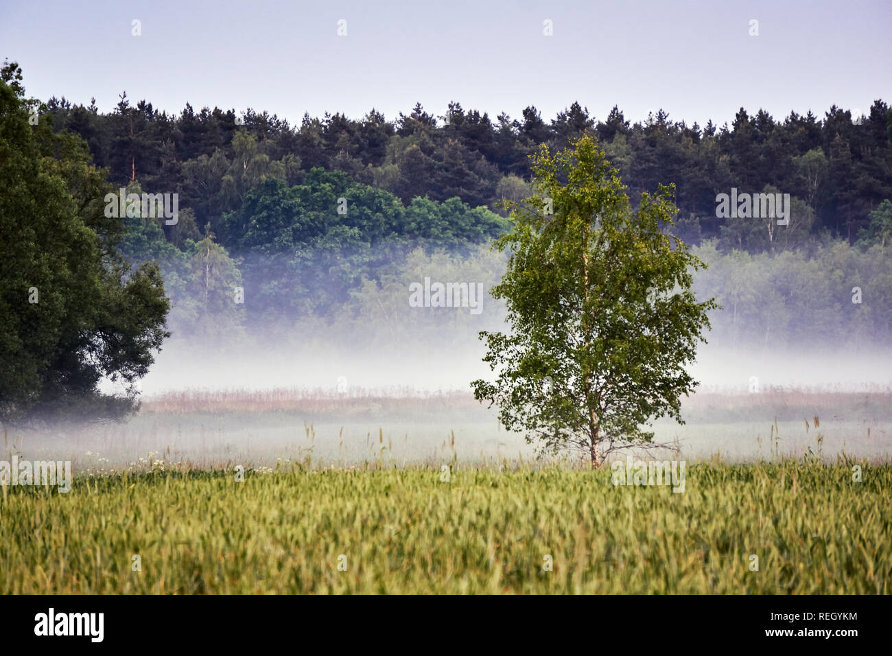 Paysage du village avec des stries de brume en Pologne Banque D'Images