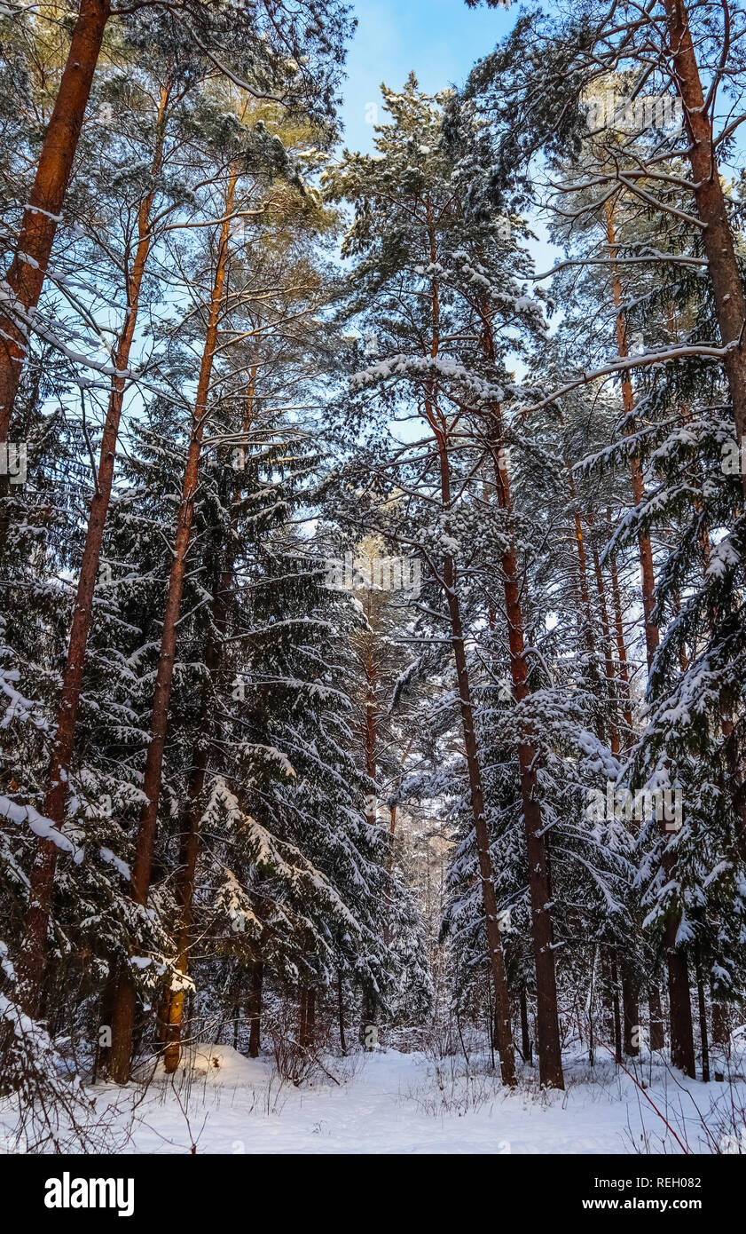 Forêt d'hiver enneigés dans une journée ensoleillée. Sapins couverts de neige et de pins sur un fond de ciel bleu Banque D'Images