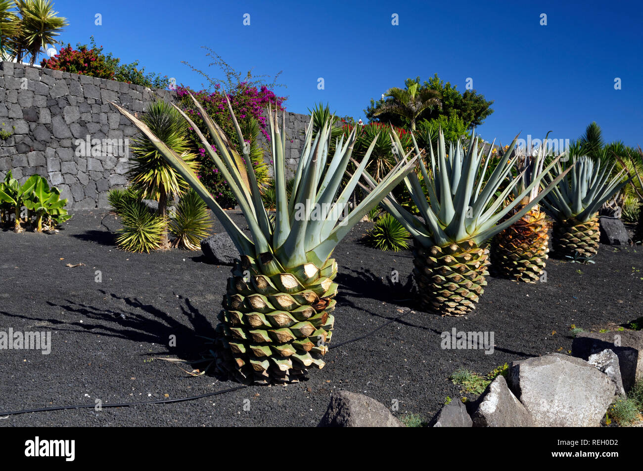 Jardin en cendres volcaniques noires, Playa Blanca, Lanzarote, Espagne. Banque D'Images
