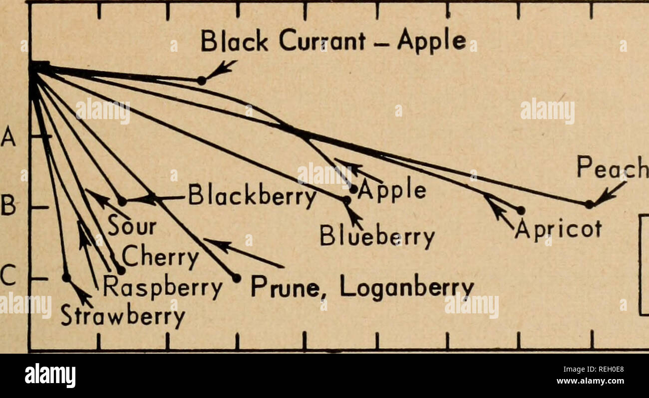 . Les conserves de fruits garnitures pour tarte / par C.C. Strachan [et al.]. Les aliments en conserve Fruits ; l'industrie. À 100°F. La durée de conservation de toutes les matières de remplissage est extrêmement court (voir la Figure 5) ; moins de quatre mois pour le cassis-apple, pomme, pêche, abricot et bleu- berry, et à moins de deux mois pour les autres fruits. Prune, blackberry-apple, apple-Logan, de griotte et de framboise et de fraise en particulier deviennent inacceptables très rapidement à cette température. Cassis - Apple &Lt ; O. un léger changement-B-C-BORDERLINE PAS SATISFAISANTE 10 12 14 16 MOIS DE STOCKAGE 18 20 22 24 26 Figure 6. La vie de stockage Banque D'Images