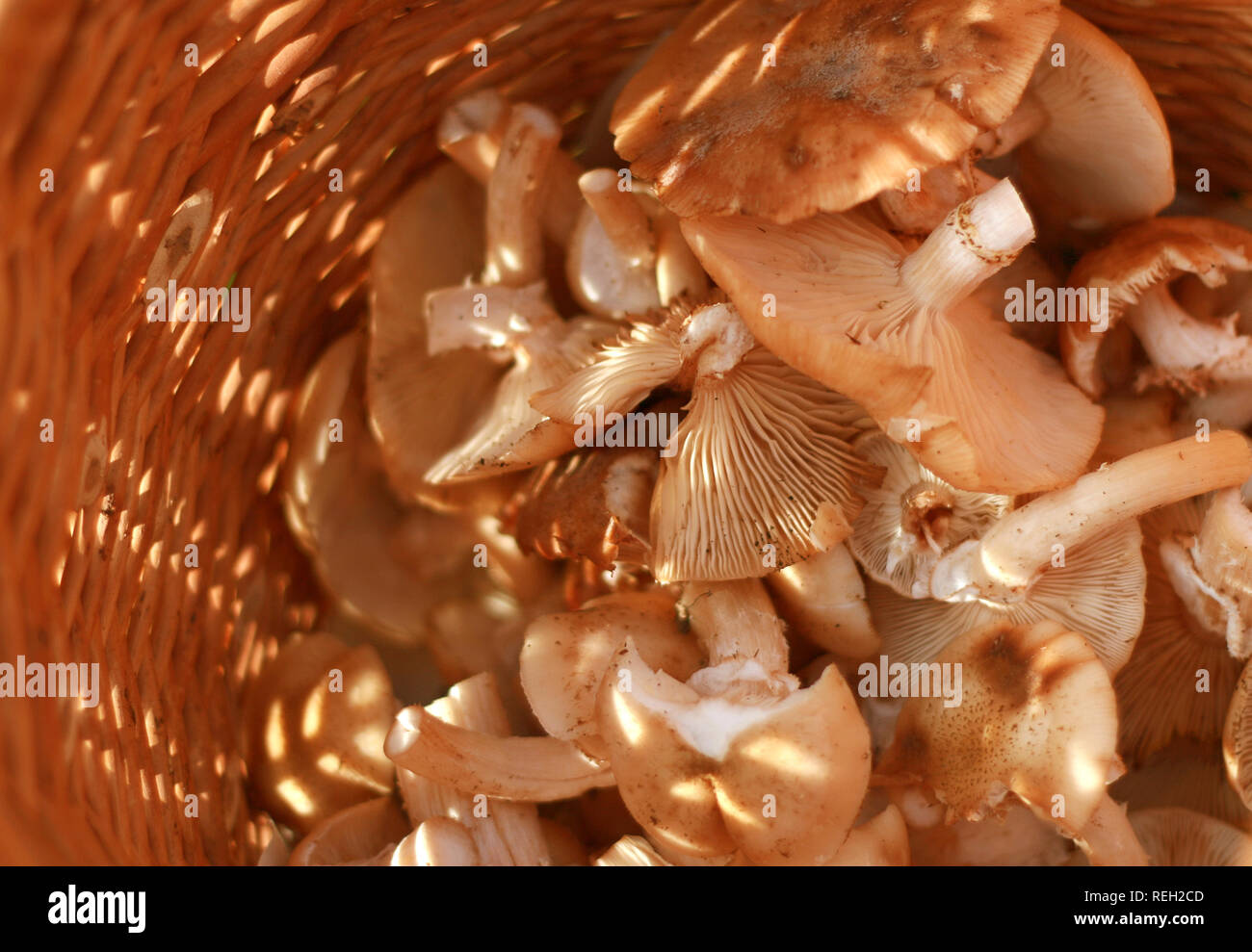 Les champignons comestibles (agarics) portant sur le miel d'un panier Banque D'Images