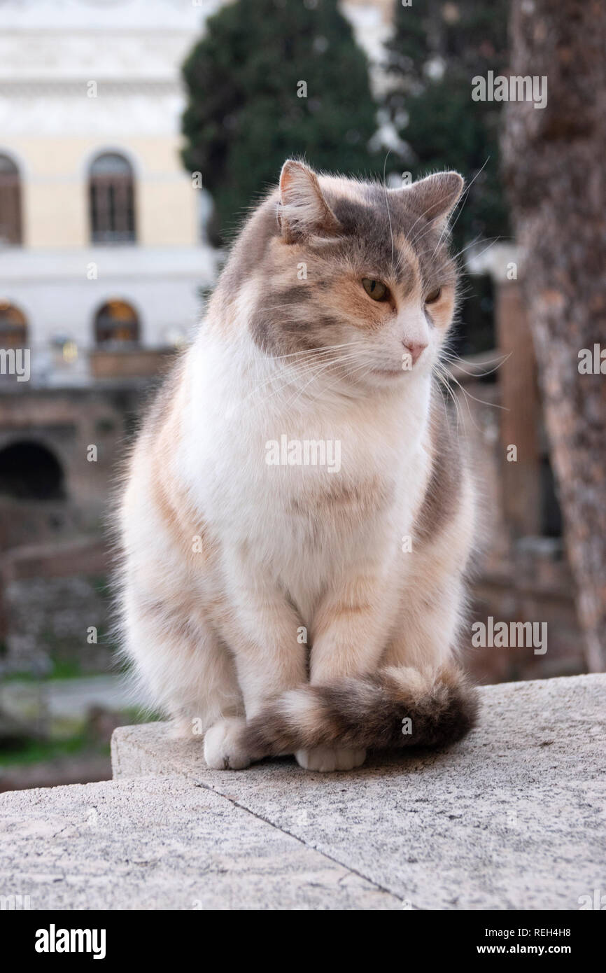 Europe Italie Rome Largo di Torre Argentina Accueil du Chat Sanctuary et ruines romaines Banque D'Images
