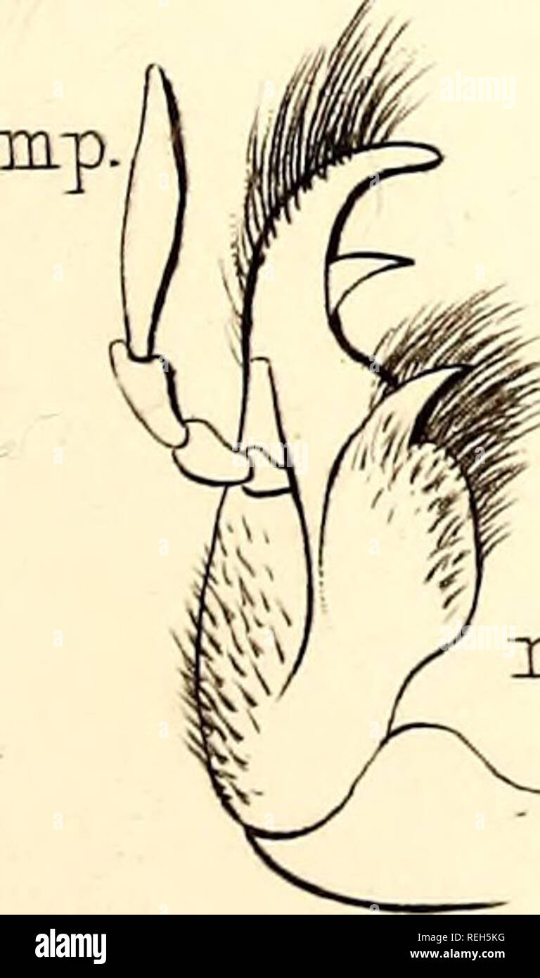 . Le manuel d'coleopterist ... Les coléoptères. 15.Goliath.us Cacicus o71. H.. Veuillez noter que ces images sont extraites de la page numérisée des images qui peuvent avoir été retouchées numériquement pour plus de lisibilité - coloration et l'aspect de ces illustrations ne peut pas parfaitement ressembler à l'œuvre originale.. L'espoir, F. W. (Frederick William), 1797-1862. Londres, H. G. Bohn [etc. ] Banque D'Images