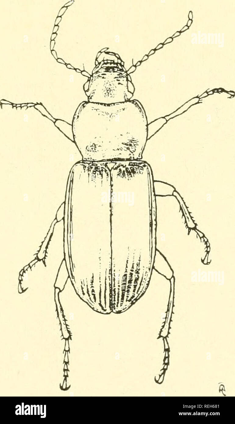 . Coleoptera illustrata. Les coléoptères. Coleoptera Illustrata, Tome I, n° 3. XXVI de la plaque. Carabidae. 126. Pterostichus nigritus, Fabricius. $ Long. 10,75 mm. Patria. L'Europe, en Sibérie.. Veuillez noter que ces images sont extraites de la page numérisée des images qui peuvent avoir été retouchées numériquement pour plus de lisibilité - coloration et l'aspect de ces illustrations ne peut pas parfaitement ressembler à l'œuvre originale.. Notman, Howard. Brooklyn, N. Y. Banque D'Images