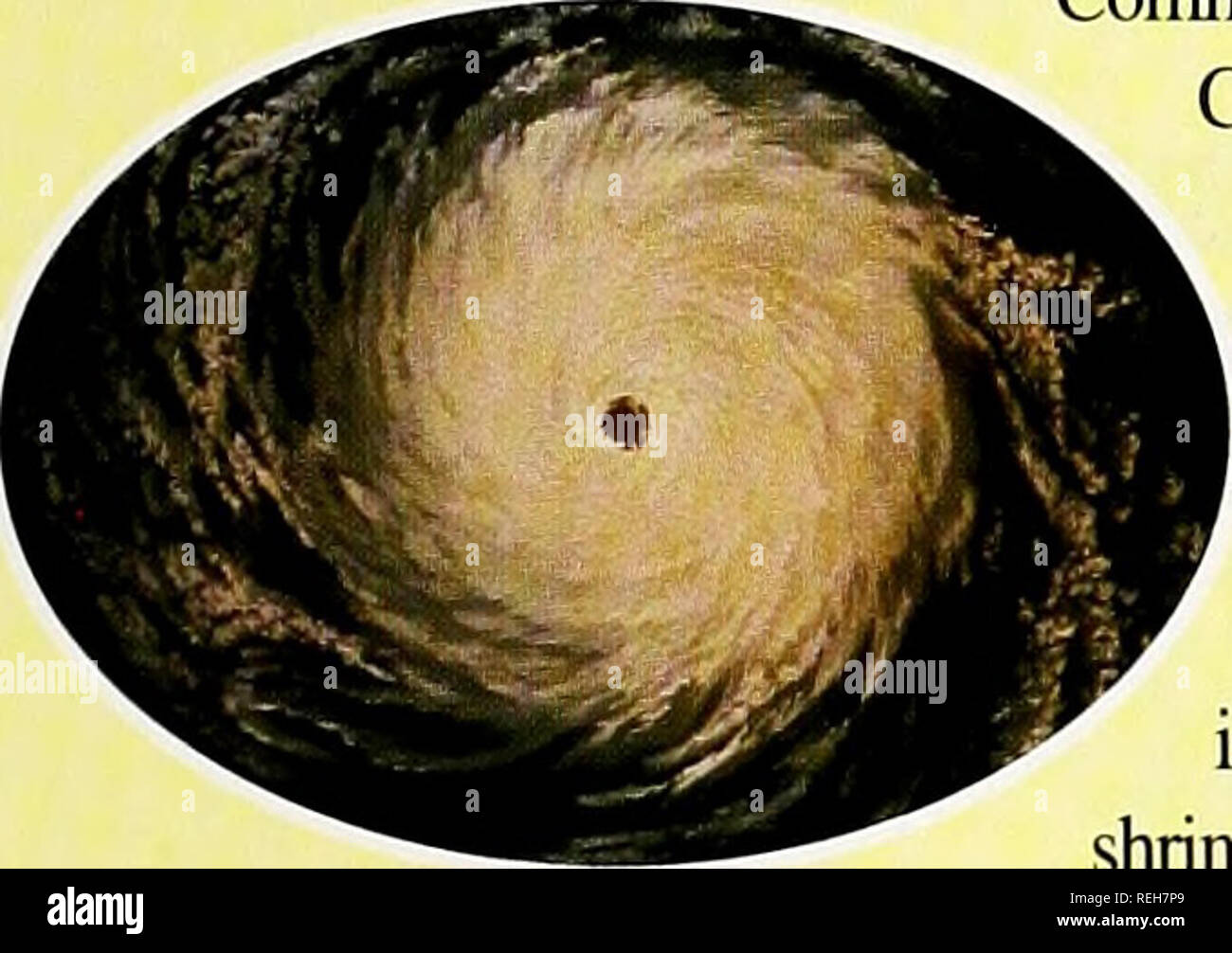 . Coast Watch. Ressources marines ; océanographie ; la gestion des zones côtières ; l'écologie côtière. TIDINGS côtières Pêches du Golfe déclarées populations mangeaient r l'ouragan Rita, le département américain du Commerce a publié une déclaration en cas de sinistre pour le golfe du Mexique, la pêche dans les deux Texas et de la Louisiane. La tempête a provoqué d'importantes inondations et des dégâts aux infrastructures de pêche. Une déclaration similaire a été publié à la suite de l'ouragan Katrina pour des eaux à partir de Pensacola, Ha., à l'ouest par la Louisiane/frontière du Texas. Il y a eu des effets économiques de l'ouragan Katrina sur les communautés de pêche dans le golfe du Mexique, une Banque D'Images