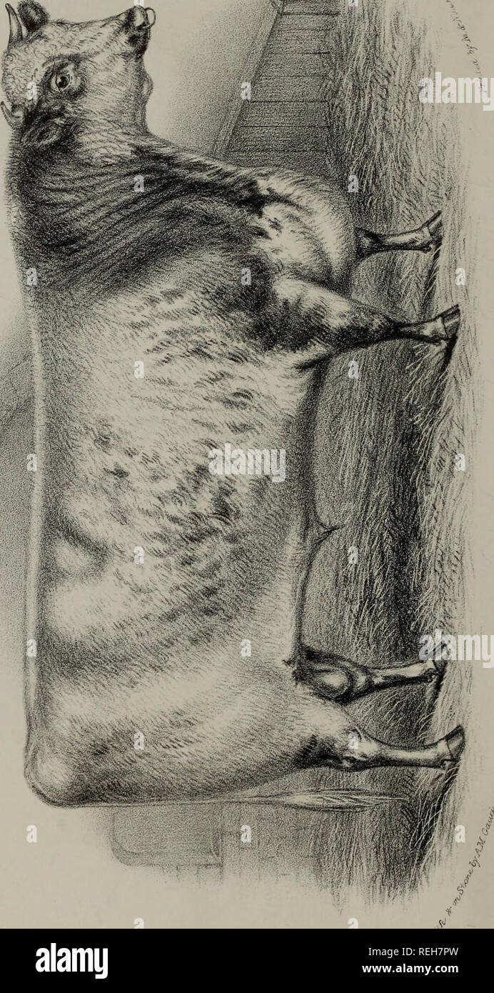 . Coates's livre généalogique. . T^ ^ ^1 n o ^1 Oa 6 M CM 1 o^ ^ C =3 &AMP ;^ y). Veuillez noter que ces images sont extraites de la page numérisée des images qui peuvent avoir été retouchées numériquement pour plus de lisibilité - coloration et l'aspect de ces illustrations ne peut pas parfaitement ressembler à l'œuvre originale.. Strafford, H. Londres Banque D'Images