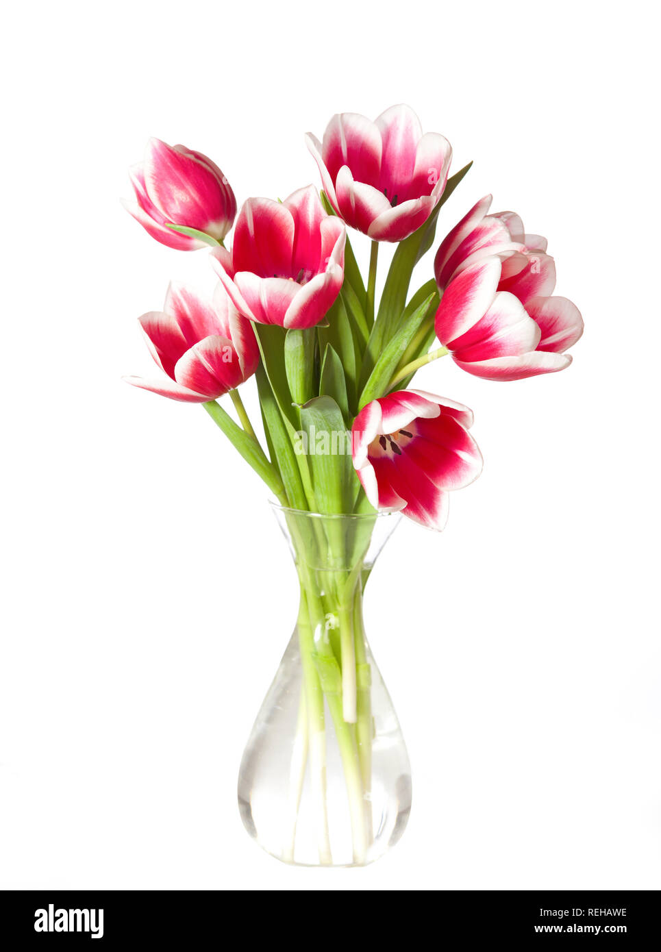 Tulipes roses et blanches dans le vase transparent isolé sur blanc. Banque D'Images