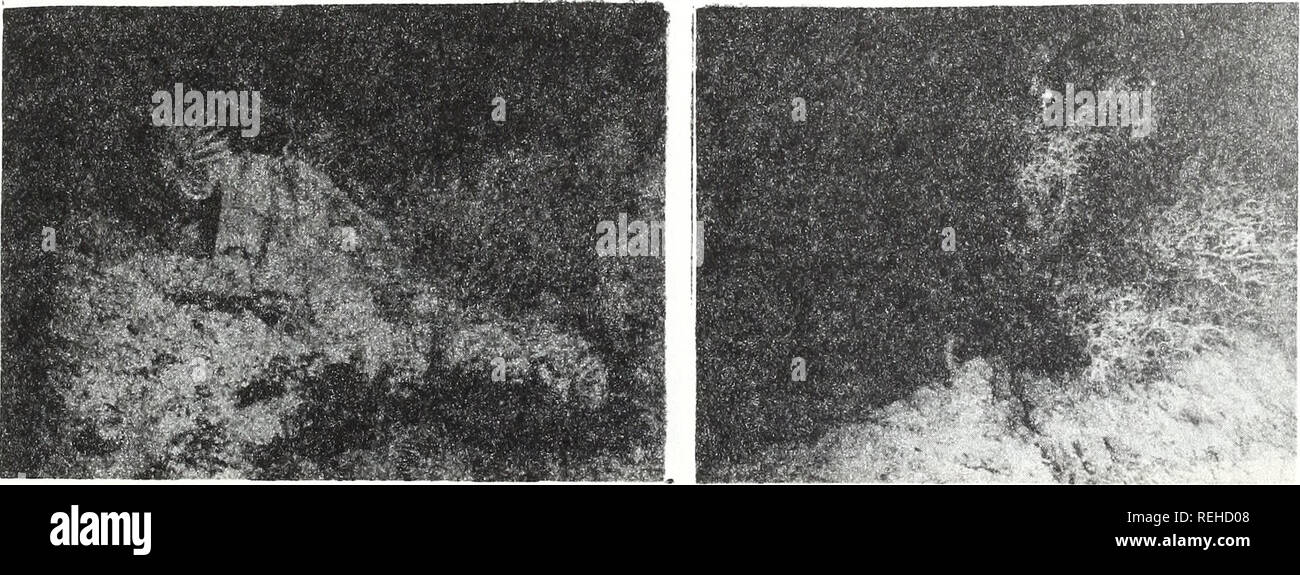 . Recueillis les réimpressions / laboratoires océanographiques et météorologiques de l'Atlantique [et] laboratoires océanographiques du Pacifique. Bedford périodiques.. La figure 3. Deptli plongée 364, 668 m. Fixer à l'exposition des organismes cimentée sous-marine sable croûte ombre (arrière-plan) s'accumule dans lee d'un obstacle. Cunent est de sud (à gauche). La figure 6. Profondeur de plongée ; 365, 639 m. Exposé de base lithoherm série révèle des croûtes d'environ 10 à 30 cm d'épaisseur. La figure 4. Profondeur de plongée ; 362, 666 m. Comatulids qmnges alcyonarians, et joint à la crête rocheuse de lithoherm northwud face au courant (à droite). La figure 7. 364 Plongée Banque D'Images