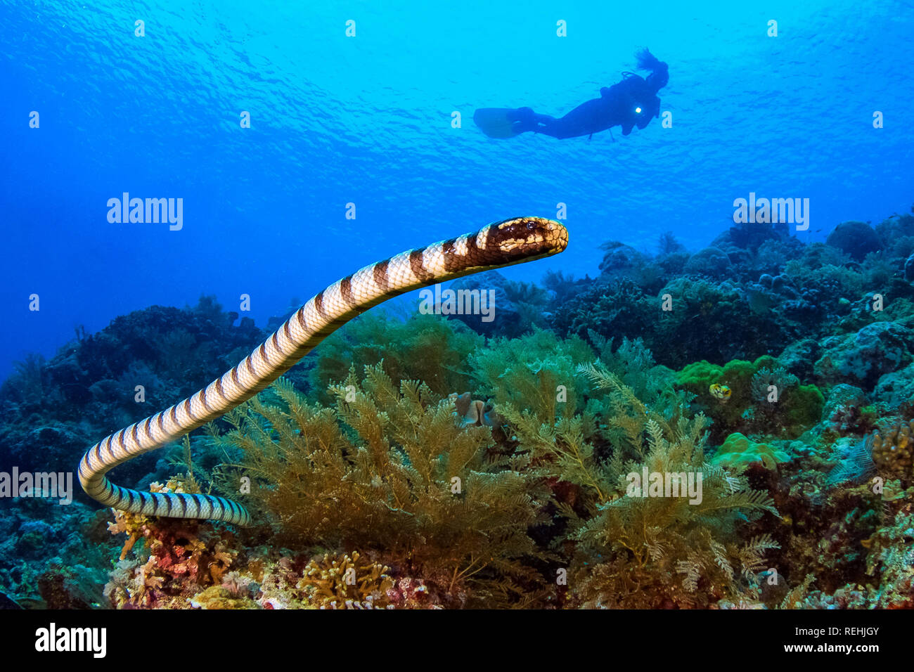 Mer bagués krait, Laticauda colubrina, colubrine sea krait, jaune-lipped sea krait, serpent de mer venimeux, plongeur, plongée, Mer de Célèbes, Sulawesi du Nord, B Banque D'Images