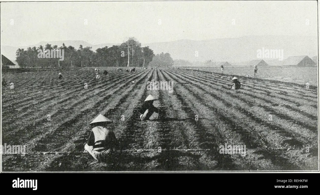 . Le Dr K.W. van Gorkom's Oost-Indische cultures. Opnieuw uitg. onder redactie van H.C. Prinsen Geerligs. [J.P. van der Stock porte et al.]. L'agriculture ; l'Agriculture ; plantations. (I de Collectie Proefit. Vorstenl. Tabak). Fig. 18. Veld rencontré bamboe porte-stokjes (soetjen natgemaakte gemerkte en roseaux). plantgaten. Collectie. Procfst orstenl l'. Tabak). Fig. 19. Het Veld onmiddellijk vóór. uitplanten. Veuillez noter que ces images sont extraites de la page numérisée des images qui peuvent avoir été retouchées numériquement pour plus de lisibilité - coloration et l'aspect de ces illustrations ne peut pas parfaitement ressembler à t Banque D'Images