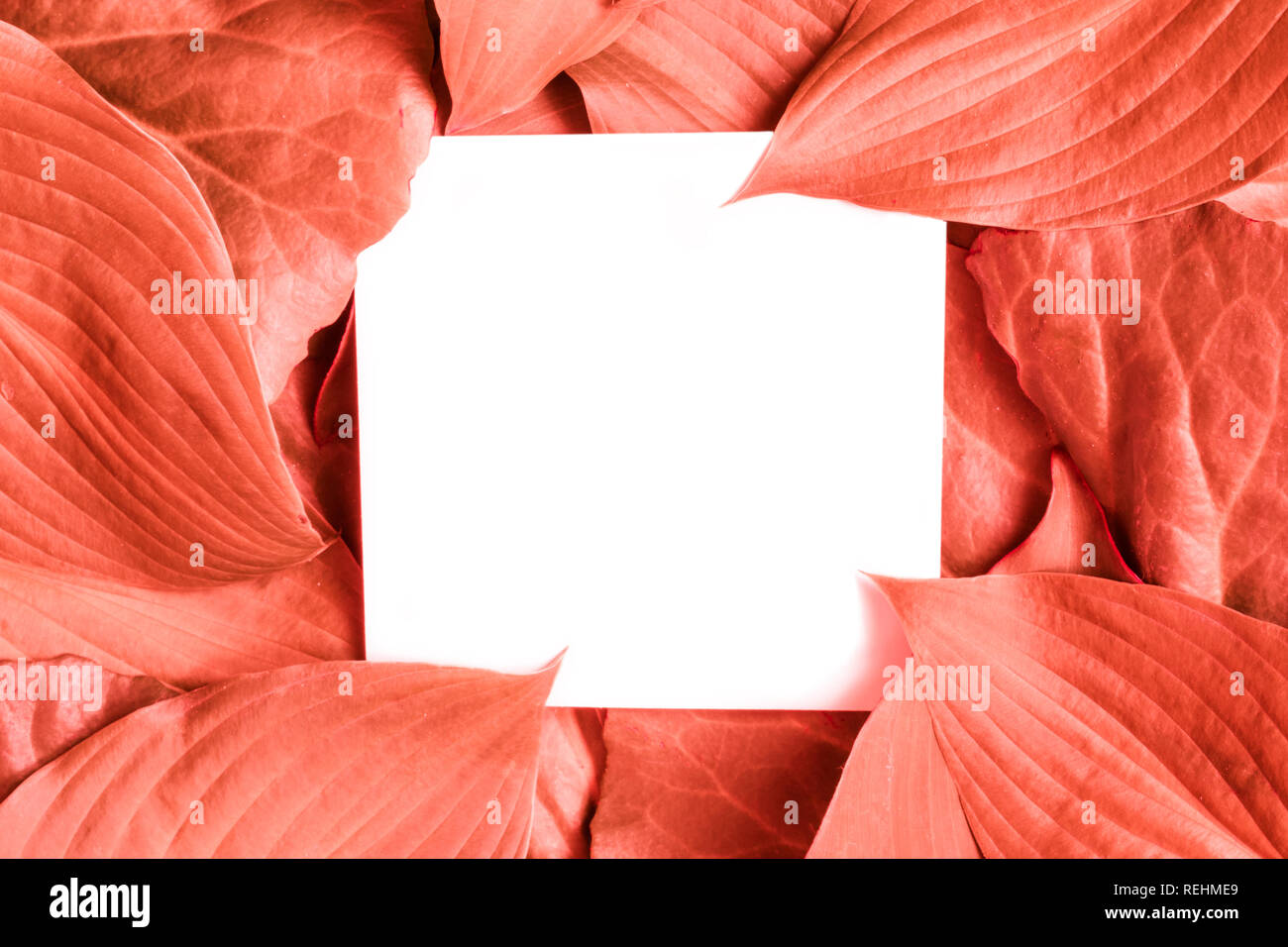 La couleur Pantone de l'année 2019. Fond Corail vivant formés de feuilles vierges et carte de vœux. Concept de la nature. Télévision lay. Des maquettes de l'invit. Banque D'Images