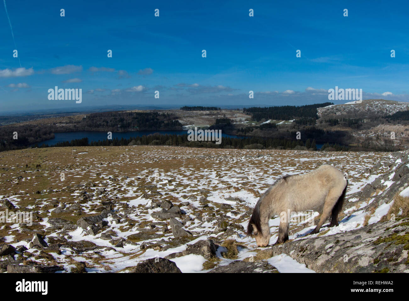 Tor de brebis pleine de neige avec un poney Dartmoor Banque D'Images