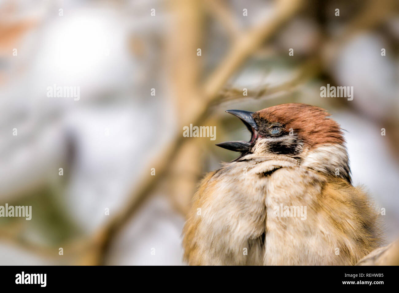 Mon beau sapin chant sparrow au printemps Banque D'Images