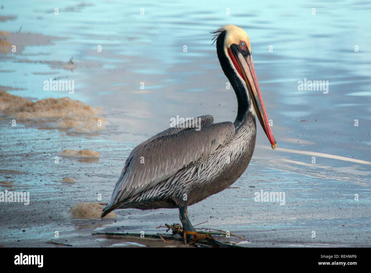 Pélican brun à Ventura Beach à côté des terres humides de la rivière Santa Clara sur la Gold Coast en Californie aux États-Unis Banque D'Images