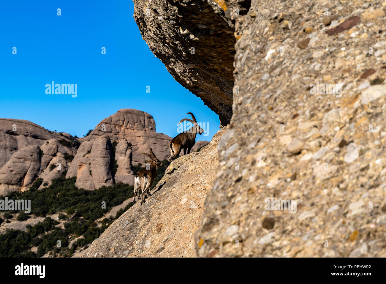 L'Espagnol des chèvres de montagne dans les montagnes de Montserrat, Barcelone. Bouquetin des Alpes. Banque D'Images