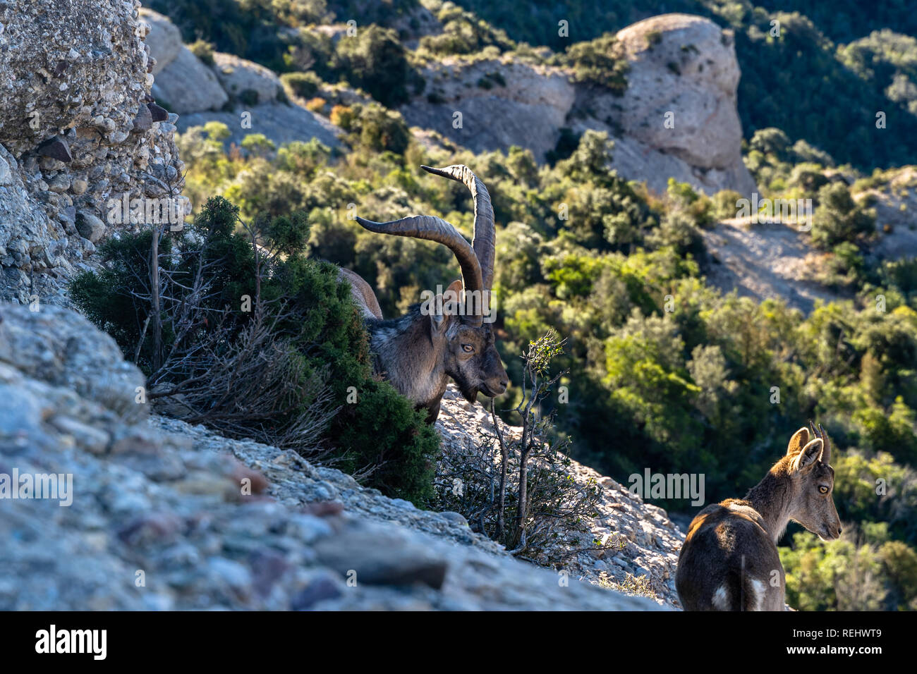 L'Espagnol des chèvres de montagne dans les montagnes de Montserrat, Barcelone. Bouquetin des Alpes. Banque D'Images