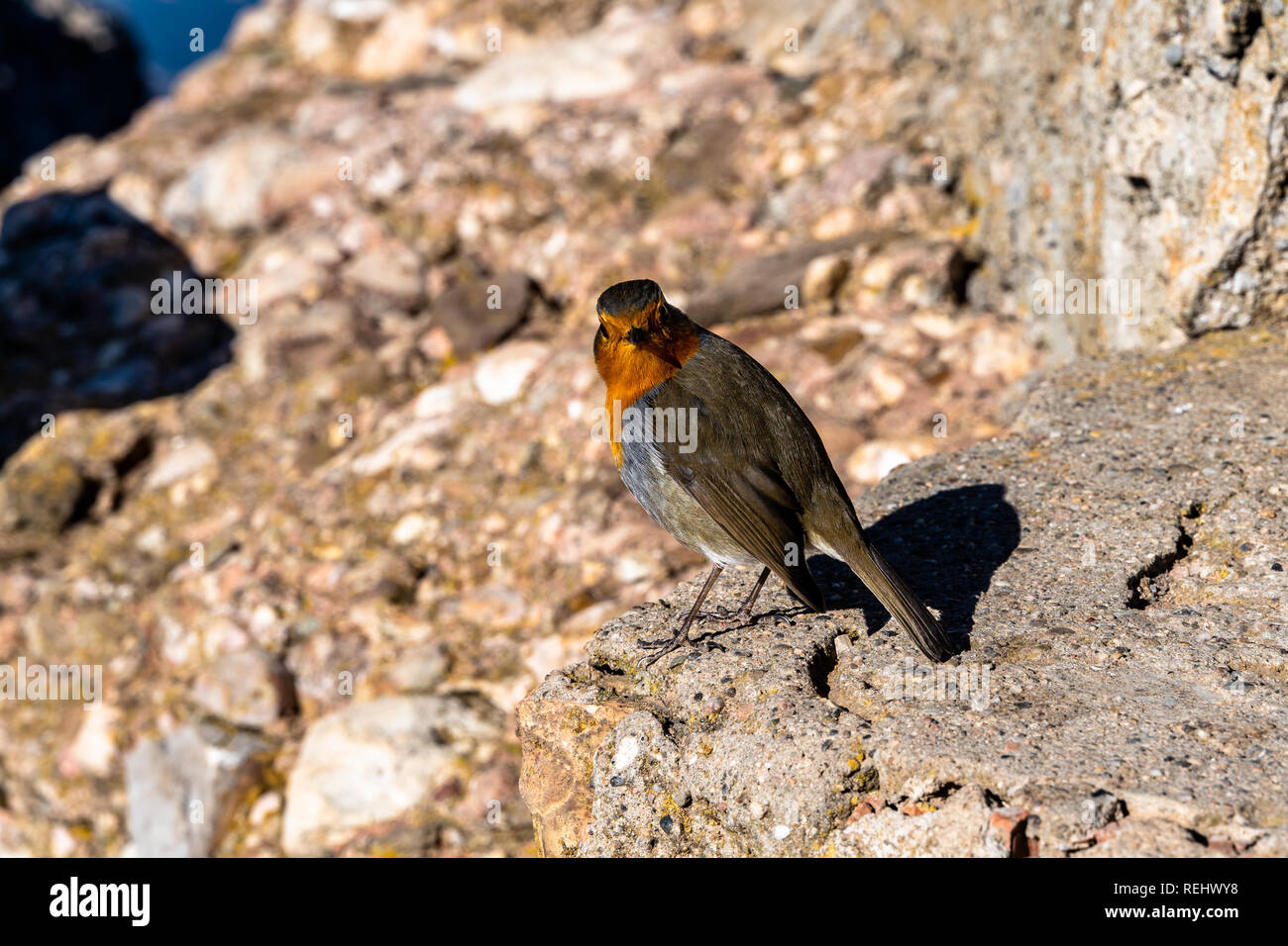 Close up of Robin européen, Erithacus rubecula aux abords. Banque D'Images