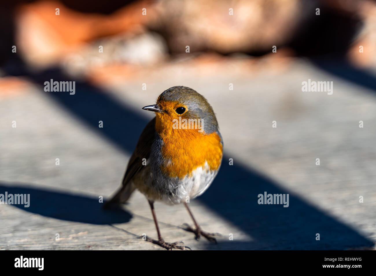 Close up of Robin européen, Erithacus rubecula aux abords. Banque D'Images