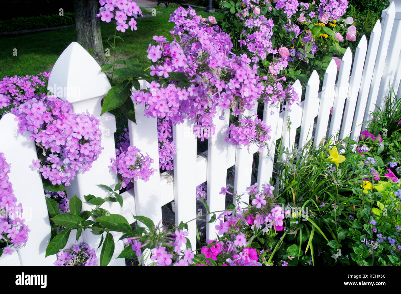 Les piquets de clôture avec Phlox Banque D'Images