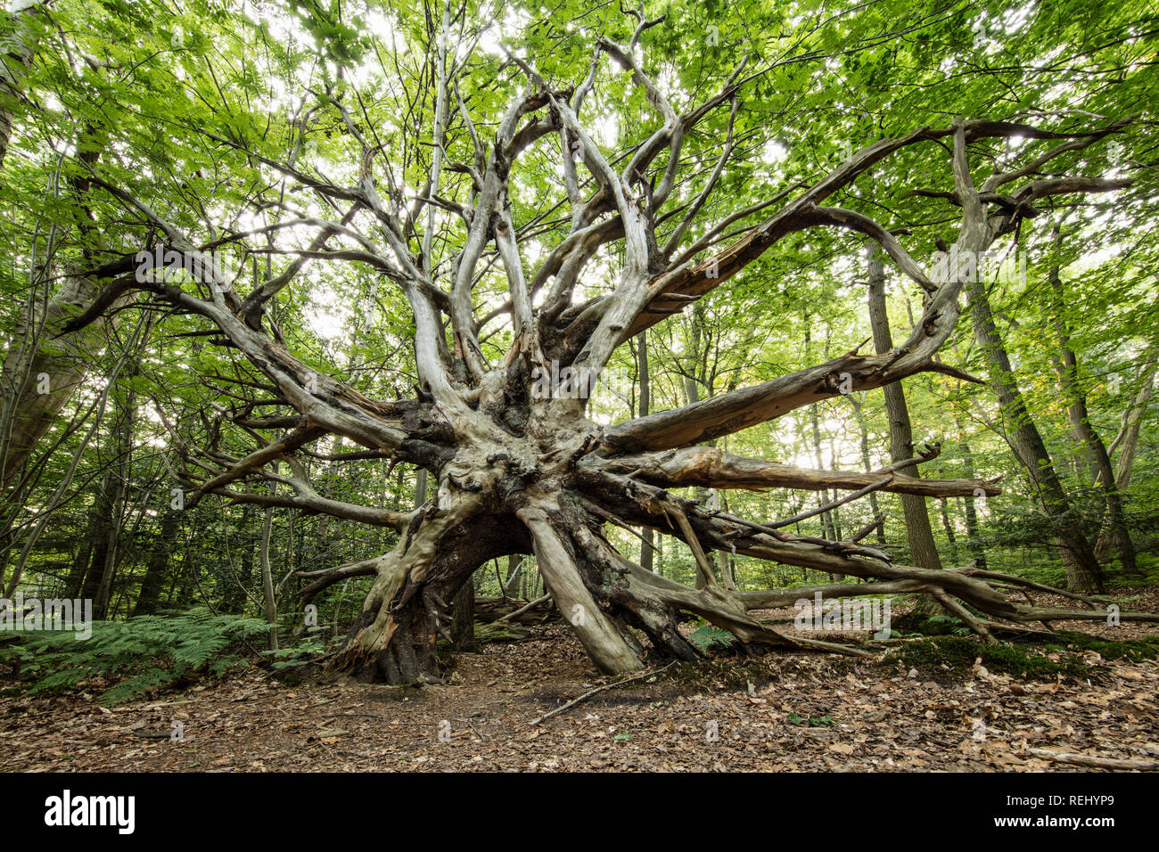 Hêtre les racines des arbres. Bantam domaine rural. 'S-Gravelandse Buitenplaatsen, 's-Graveland, aux Pays-Bas. Banque D'Images