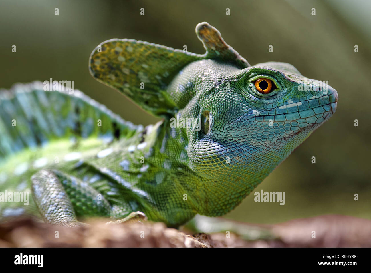 Basiliscus plumifrons basilic vert - Banque D'Images