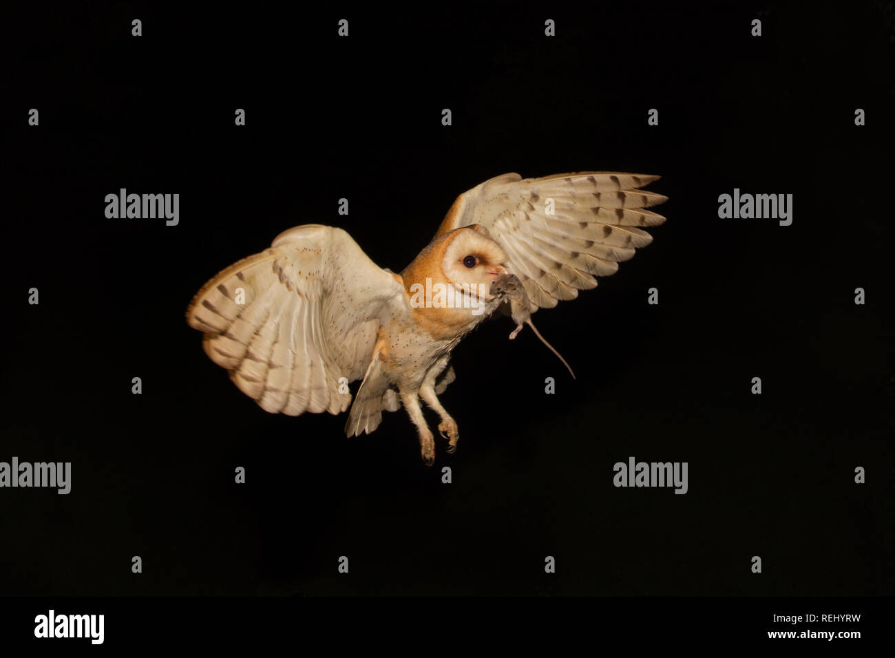 Effraie des clochers (Tyto alba) avec les proies (souris) pour les oisillons au nid. Achat et jardin de sculptures de Zanderij, 's-Graveland, aux Pays-Bas. Banque D'Images