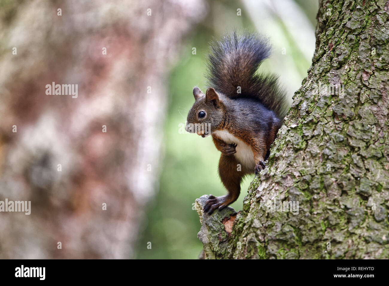 - L'écureuil roux Sciurus vulgaris Banque D'Images