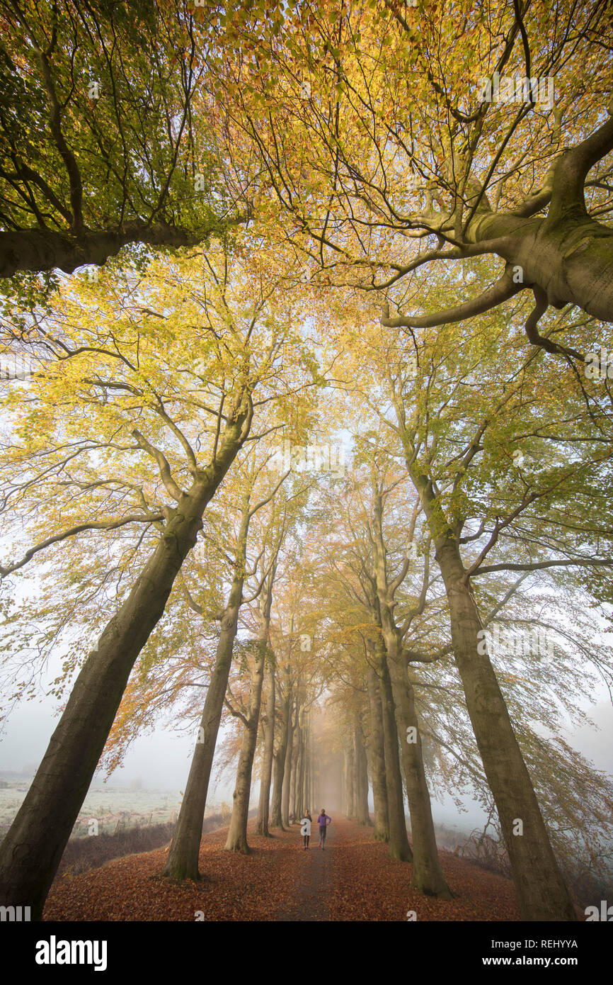 Les Pays-Bas, 's-Graveland, 's-Gravelandse Buitenplaatsen. Boekesteyn domaine rural. Couleurs d'automne. Les femmes jogging en hêtre lane. Banque D'Images