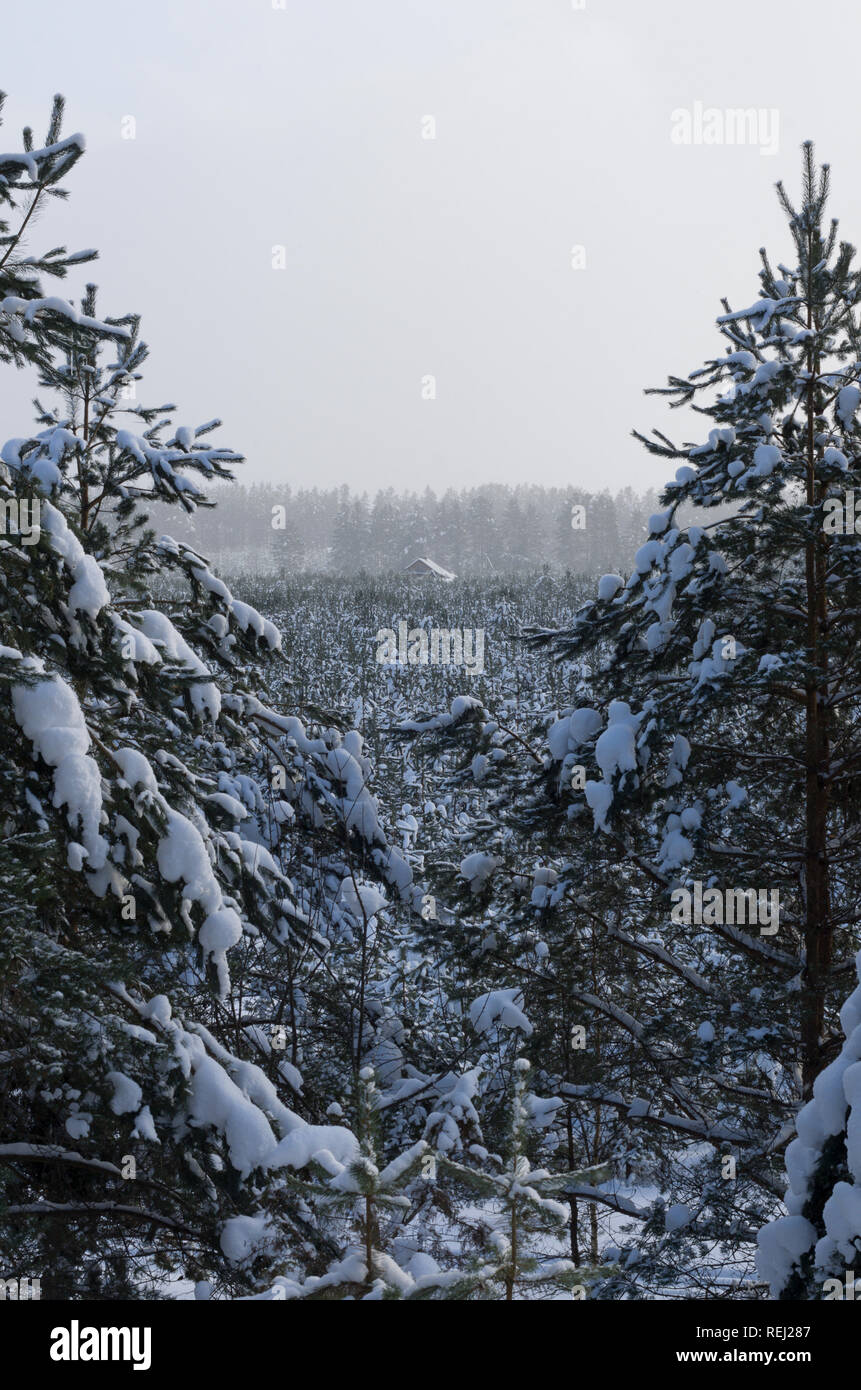 Beau paysage d'hiver avec une maison solitaire dans la distance entre la forêt d'épinettes blanches de neige dans la neige Banque D'Images