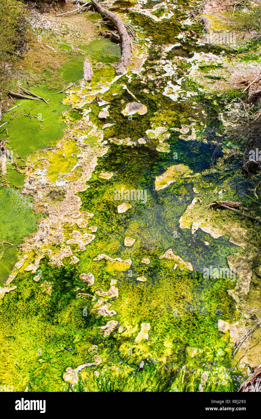 Algues géothermique dans un flux chaud venant d'un lac volcanique de Rotorua, Nouvelle-Zélande Banque D'Images