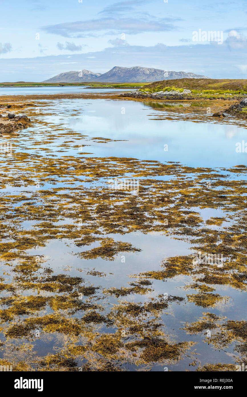Seascape écossais avec des algues et montagnes, North Uist, îles Hébrides, Ecosse, Royaume-Uni Banque D'Images