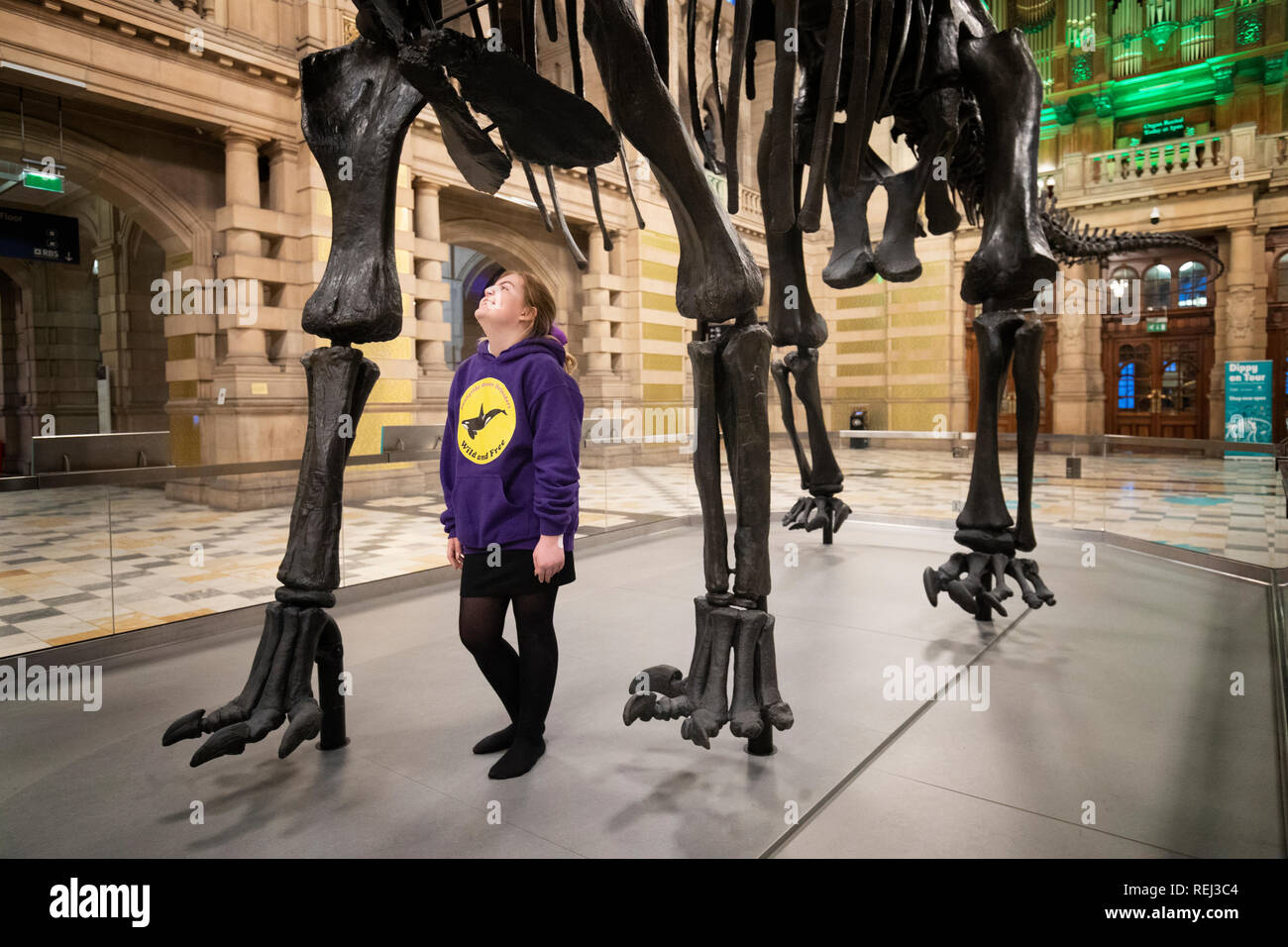 Emillie McQuade, 11 ans, de l'école primaire Sunnyside, examine de plus près les Dippy, le Musée d'Histoire Naturelle la célèbre diplodocus squelette, après qu'il a été dévoilé à Kelvingrove Art Gallery and Museum de Glasgow. Banque D'Images