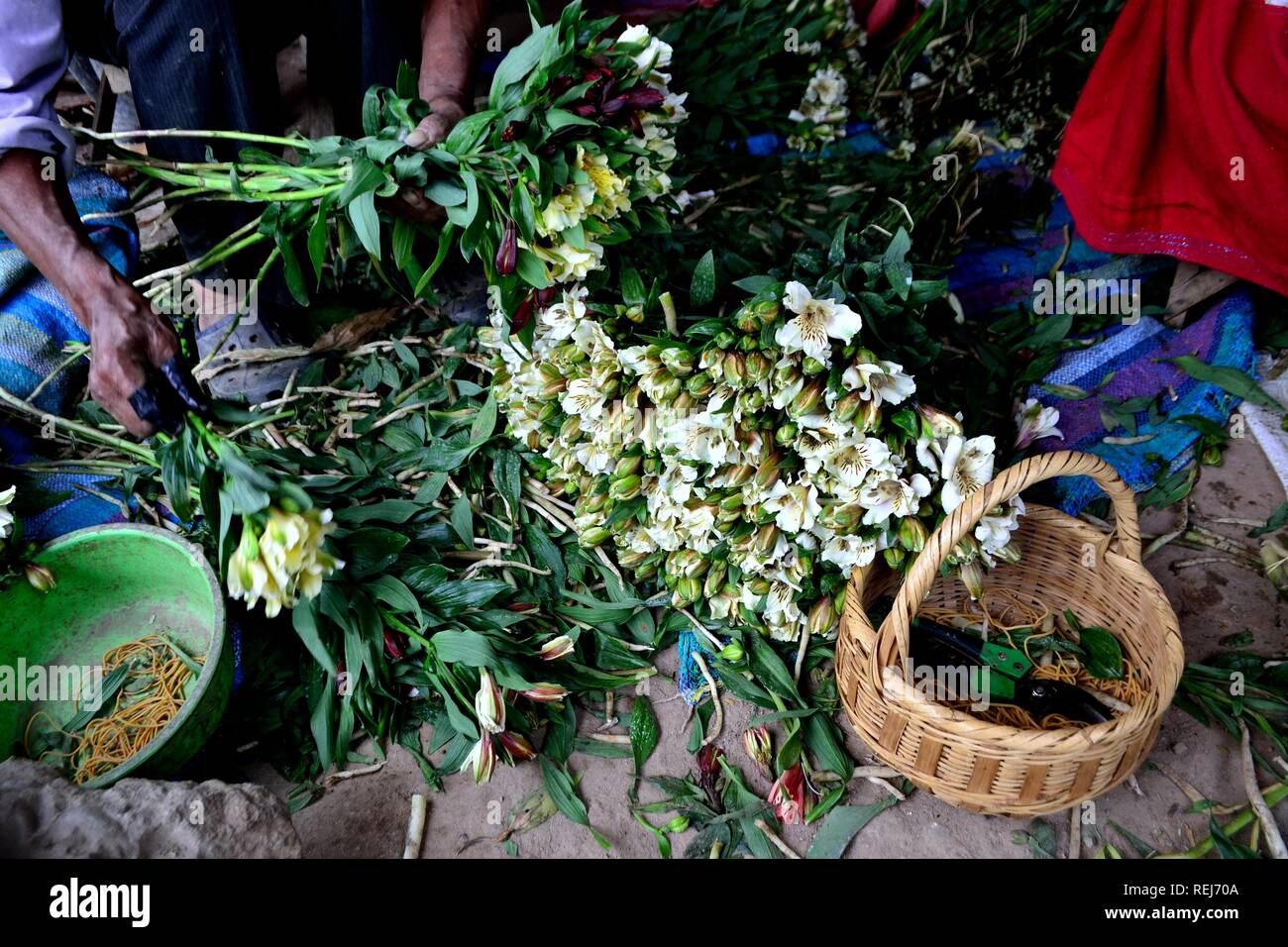 Harvest Astromelias lys - communauté paysanne dans Humacchuco - Parc National Huascaran. Département d'Ancash au Pérou. Banque D'Images