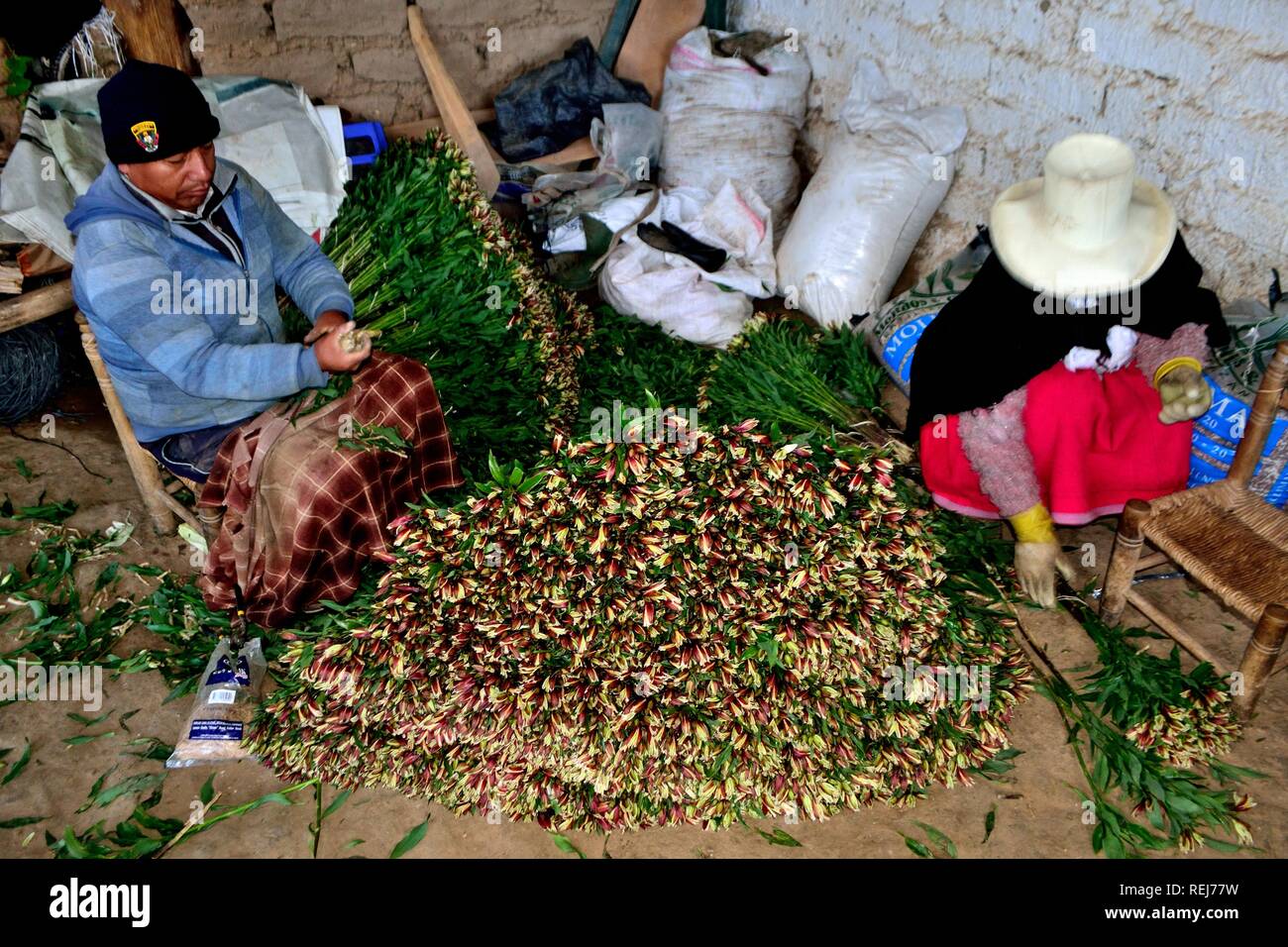 Harvest Astromelias lys - communauté paysanne dans Humacchuco - Parc National Huascaran. Département d'Ancash au Pérou. Banque D'Images