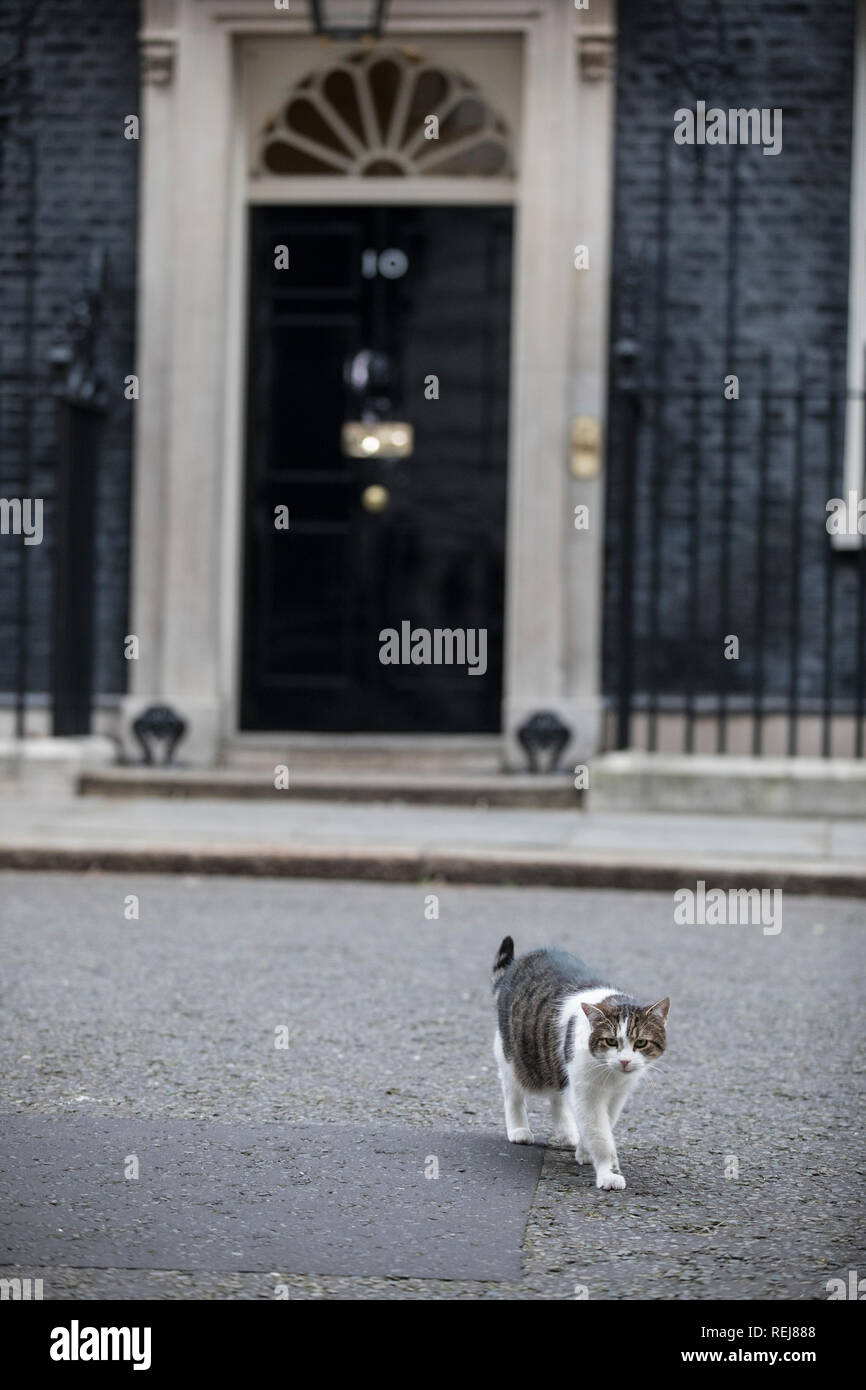 Larry le 10 Downing Street cat et chef de Mouser au secrétariat du Cabinet fait son chemin le long de Downing Street, centrale électrique du Premier Ministre du Royaume-Uni, Londres Banque D'Images