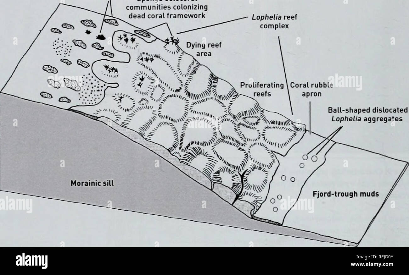 . Les récifs coralliens d'eau froide : loin des yeux - n'est plus hors de l'esprit. La diversité biologique du PNUE-WCMC Série 22. Les récifs coralliens d'eau froide d'Éponges Sponge communautés colonisant corail mort octocoral Lophetia 220 cadre complexe récifal m 260 m. En forme de balle délogées agrégats Lophelia Figure 10 : le corail Lophelia Stjernsund qui poussent sur le flanc d'un bas de caisse modifiée de Freiwald et al. 1997 et al., 20021. Le tableau 3 répertorie les mam espèces qui ont été observées sur les récifs coralliens d'eau froide, et leur importance commerciale. Coralliens peuvent être attrayants pour les poissons de plusieurs façons. Le complexe récifal de fournir à trois dimensions Banque D'Images