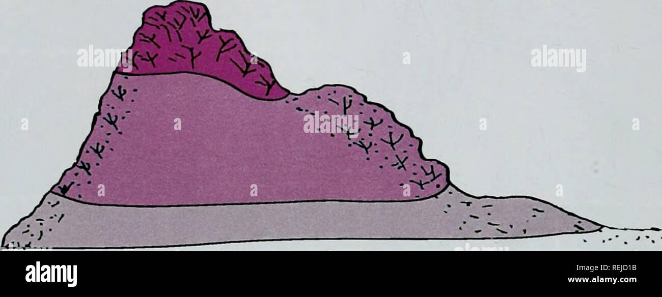 . Les récifs coralliens d'eau froide : loin des yeux - n'est plus hors de l'esprit. La diversité biologique du PNUE-WCMC Série 22. . Figure 8 : Schéma de croquis de l'un des principaux habitats des récifs de Lophelia Inot à l'échelle) pour l'JAGO-Tearr de coraux vivants des accumulations de vivre plus denses sur Lophelia sommet et haut des pentes est constitué de deux espèces de récif, L. pertusa et à un degré moindre mucti Madrepora oculata ; ttie associées aux récifs de la faune est très diversifiée sont Ttiere attacfied définitivement quelques organismes vivants, de coraux vivants semblent être très efficaces pour prévenir l'encrassement. Parmi ttie peu sont : ? Le ver carnivore Eunice pas Banque D'Images