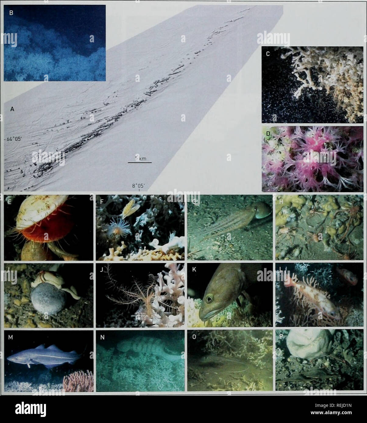 . Les récifs coralliens d'eau froide : loin des yeux - n'est plus hors de l'esprit. La diversité biologique du PNUE-WCMC Série 22. Les récifs coralliens d'eau froide. Figure 7 : Le Sula Reef. (A) l'ombre de la carte multifaisceaux Sula Reef. Les taches sombres marque les différents récifs superposée à la mise à la terre des linéations créé par certains icebergs il y a des milliers d'années. (Bl une galerie de Lophelia sur le haut du récif. (C) Le zooplancton est une importante source de nourriture pour les coraux. (D) Anthothela grandiflora (octocoral). IE) ^cesfa excavata, le plus grand récif de la palourde. Si) qui s'échappent, Chlamys sulcata avec Protanthea simplex (Actinaria). (G) qui s'échappent du poulpe. (H) Assemb Banque D'Images